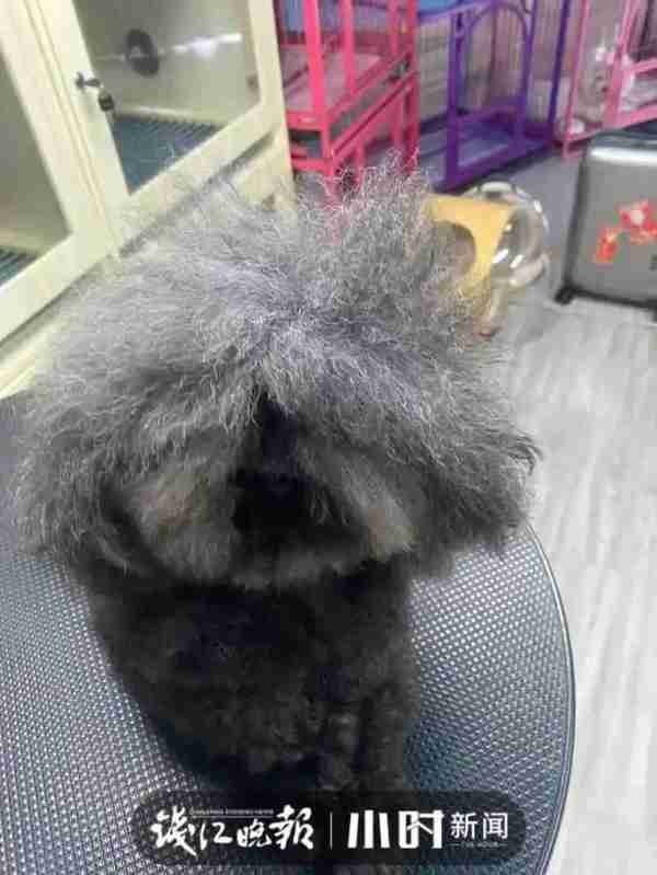给自家猫狗办美容卡?花6000元做“双眼皮手术”?杭城宠物医生说出真相……