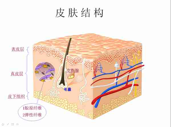 药学博士:护肤界“补水神器”透明质酸(玻尿酸),真的有用吗?