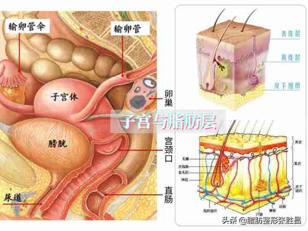 腰腹吸脂两个问题:术中需插尿管吗?术后影响怀孕吗?你了解一下
