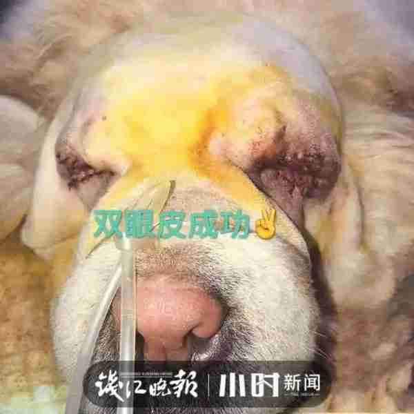 给自家猫狗办美容卡?花6000元做“双眼皮手术”?杭城宠物医生说出真相……