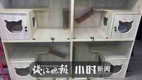 给自家猫狗办美容卡?花6000元做“双眼皮手术”?杭城宠物医生说出真相……