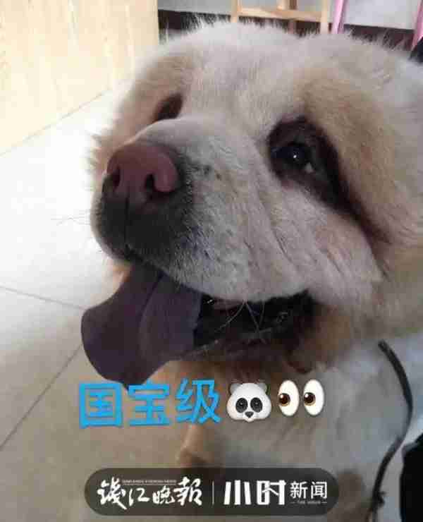 给自家猫狗办美容卡?花6000元做“双眼皮手术”?杭城宠物医生说出真相……