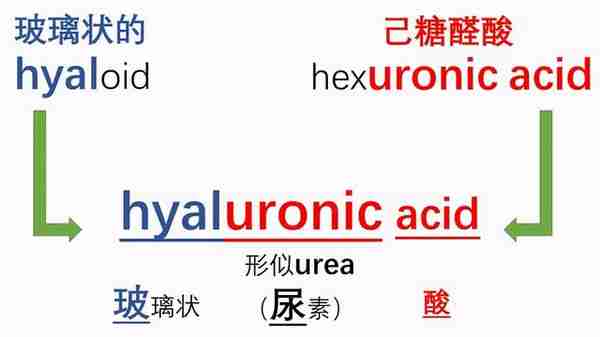 药学博士:护肤界“补水神器”透明质酸(玻尿酸),真的有用吗?