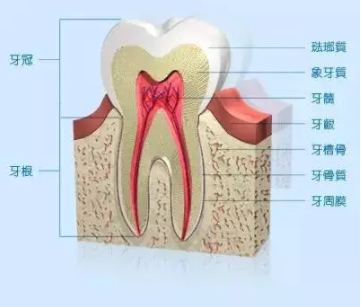 牙齿矫正需要拔牙?我犹豫了....