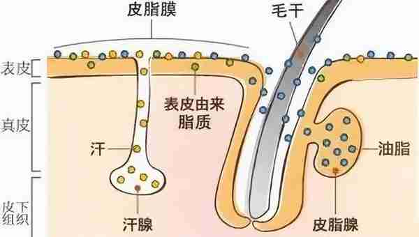 你可能不知道,这才是大家都爱的护手界“天花板”