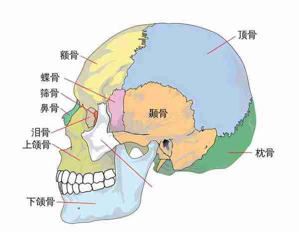 矫正牙齿对脸型的影响大吗?什么样的情况下,脸型改变会更明显?